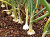 Ailsa Craig onions Seed ( long-day ) Allium cepa., asian vegetable - Caribbeangardenseed