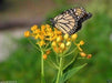 yellow Tropical Milkweed Seed ,(Asclepias curassavica 'Silky Gold') - Caribbeangardenseed
