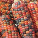 Earth Tones Dent Corn Seed -Tones of Gold,Bronze,Mauve-pink,Green,Brown and Blue - Caribbeangardenseed