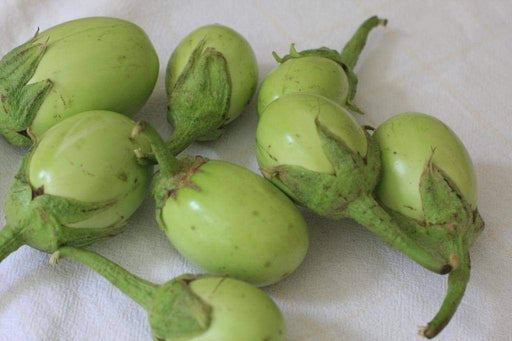 Apple Green Eggplant (Solanum melongena) Very productive - Caribbeangardenseed