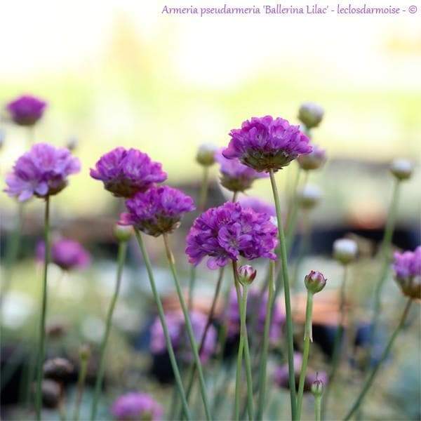 ARMERIA 'Ballerina LILAC' - Flowers Seeds - False Sea Thrift, Perennial - Caribbeangardenseed