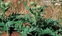 GREEN GLOBE ARTICHOKE Vegetable Seeds, (Cynara scolymus)Heirloom Perennial - Caribbeangardenseed