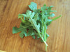 ARUGULA Rocket Herb Seed , Asian Vegetable - Caribbeangardenseed