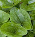Arrow Leaf Ginger (bare/ROOT ) vigorous groundcover,native Perenni, - Caribbeangardenseed