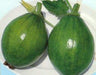 Early Bulam, Korean summer squash Seeds , Asian Vegetable - Caribbeangardenseed