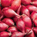 Holland Red Shallots Set ,Garden vegetable,( Bulbs) - Caribbeangardenseed
