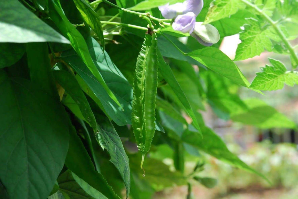 Winged bean, asparagus pea, Asian vegetable - Caribbeangardenseed