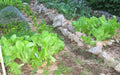 Chinese Cabbage ,Loose Head Type ,Maruba Santoh Round ,Heat tolerant, Asian Vegetables - Caribbeangardenseed