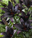 Asiatic Lily ( Lilium ‘Landini’) bulb, Perennial FLOWERS - Caribbeangardenseed