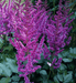 Astilbe ‘PURPLE LANCE" (BareRoots) Perennial - Caribbeangardenseed