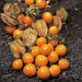 Aunt Molly’s ground cherry Seeds, Cape Gooseberry - Caribbeangardenseed