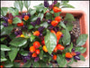 Aurora Pepper Seeds (Capsicum annuum ) Ornamental Peppers, Edible - Caribbeangardenseed