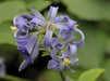 Tube Clematis Flower Seeds, PERENNIAL - Caribbeangardenseed