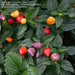 'Tennessee Teardrops' Hot Pepper SEEDS (Capsicum annuum) ,Medium hot - Caribbeangardenseed