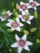 Lilium White Pixel (Bulbs) real thriller in the garden - Caribbeangardenseed