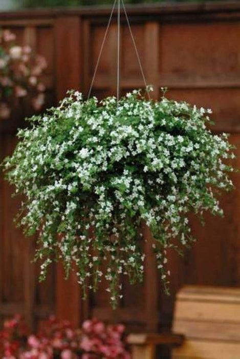 Bacopa Snowtopia FLOWERS Seeds, WHITE ~ Perennial ! - Caribbeangardenseed