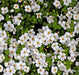 Bacopa Snowtopia FLOWERS Seeds, WHITE ~ Perennial ! - Caribbeangardenseed