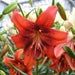 Strawberry Event - Asaitic Hybrid Lily, (3 Bulbs) Gorgeous flowers - Caribbeangardenseed