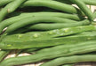 Blue Lake 274 Bush Bean Seeds. A classic bush bean, produces a huge crop of flavorful beans - Caribbeangardenseed