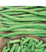 Commodore Bush Bean Seeds. The round stringless and meaty pods make it an excellent home garden bean - Caribbeangardenseed