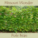 Missouri Wonder Pole Bean Seeds. Yields Several Pounds Per Plant. - Caribbeangardenseed