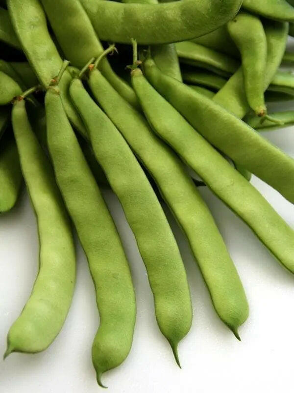 Roma II Bush Bean Seeds. Wide flat Romano type. Smooth texture - Caribbeangardenseed