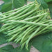 Tenderette Bush Bean Seeds. High-yielding, produce throughout the summer. Great for canning or freezing - Caribbeangardenseed