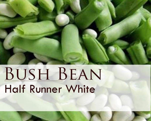 White Half Runner Bean Seeds. - Caribbeangardenseed