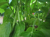 White navy beans (called haricots in French) Heirloom , Bush, Dry Shelling Bean Seed Organically Grown. - Caribbeangardenseed