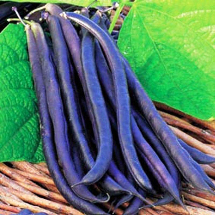 Amethyst Purple Stringless Filet (Bush) Bean - Caribbeangardenseed