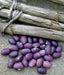 Amethyst Purple Stringless Filet (Bush) Bean - Caribbeangardenseed