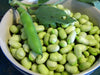 Broad Bean, Martock, (Vicia faba) AKA, Fava beans ,white flowers and small Seed, ! - Caribbeangardenseed