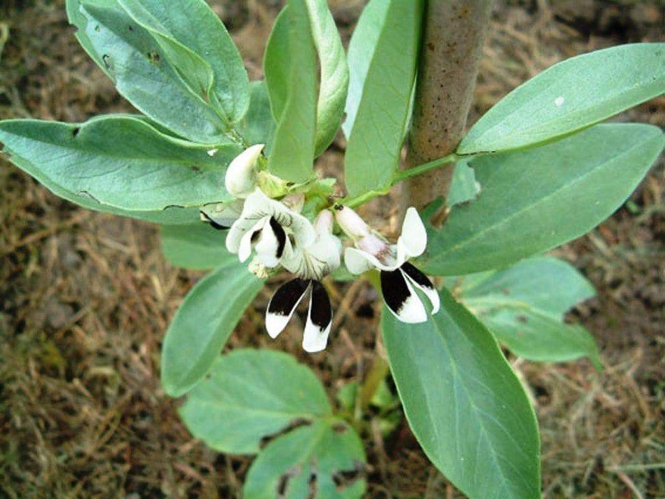 Broad Bean, Martock, (Vicia faba) AKA, Fava beans ,white flowers and small Seed, ! - Caribbeangardenseed