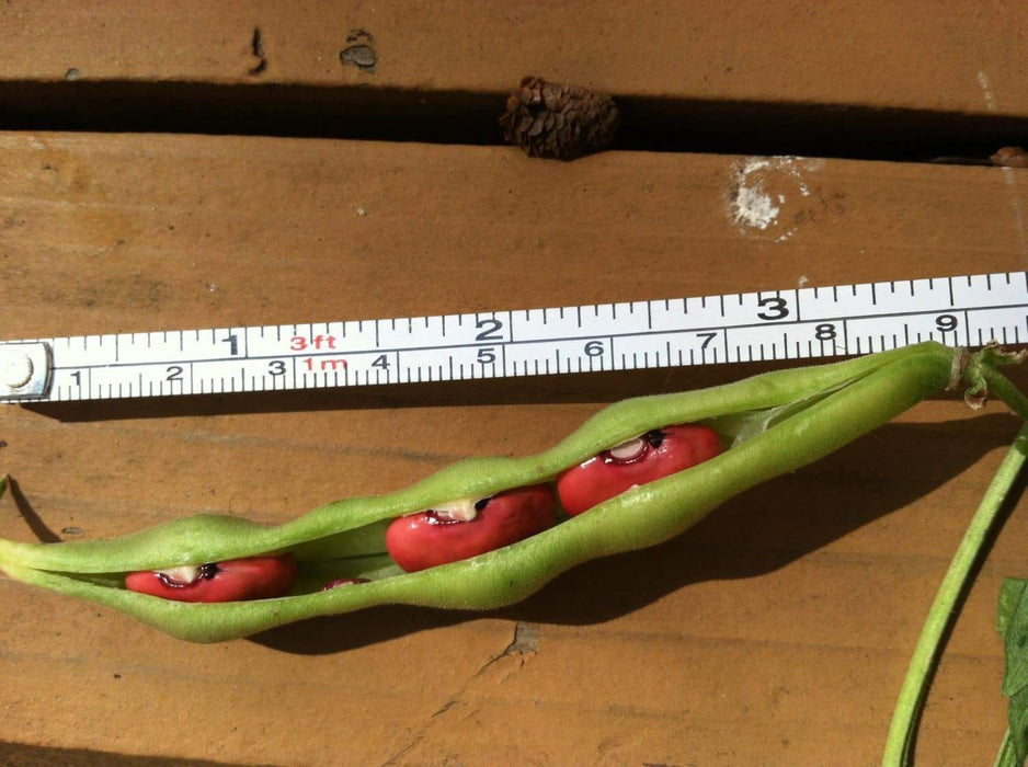 Organic Bean Seeds - Hidatsa Red,Very Rare Heirloom Originally grown by the Hidatsa Indians of North Dakota. - Caribbeangardenseed