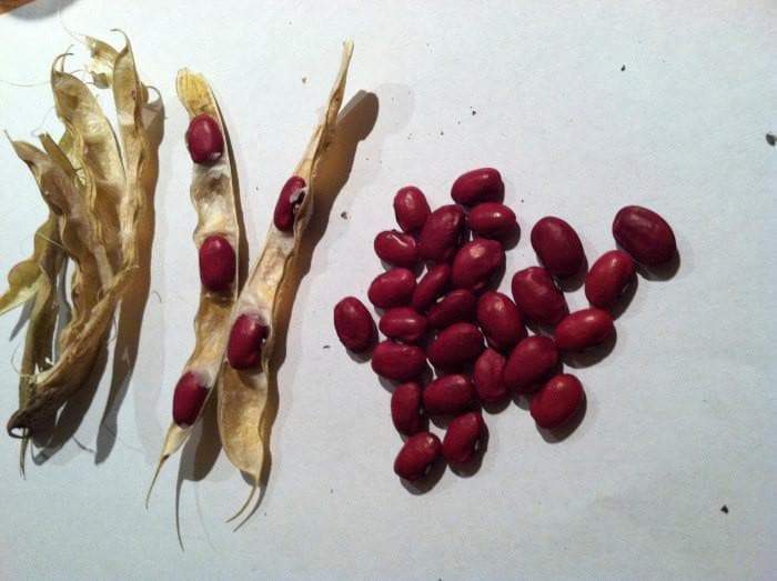 Organic Bean Seeds - Hidatsa Red,Very Rare Heirloom Originally grown by the Hidatsa Indians of North Dakota. - Caribbeangardenseed