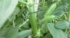 Small-seeded fava beans,(Vicia faba) AKA , Bell Bean, Fava bean or horse bean - Caribbeangardenseed