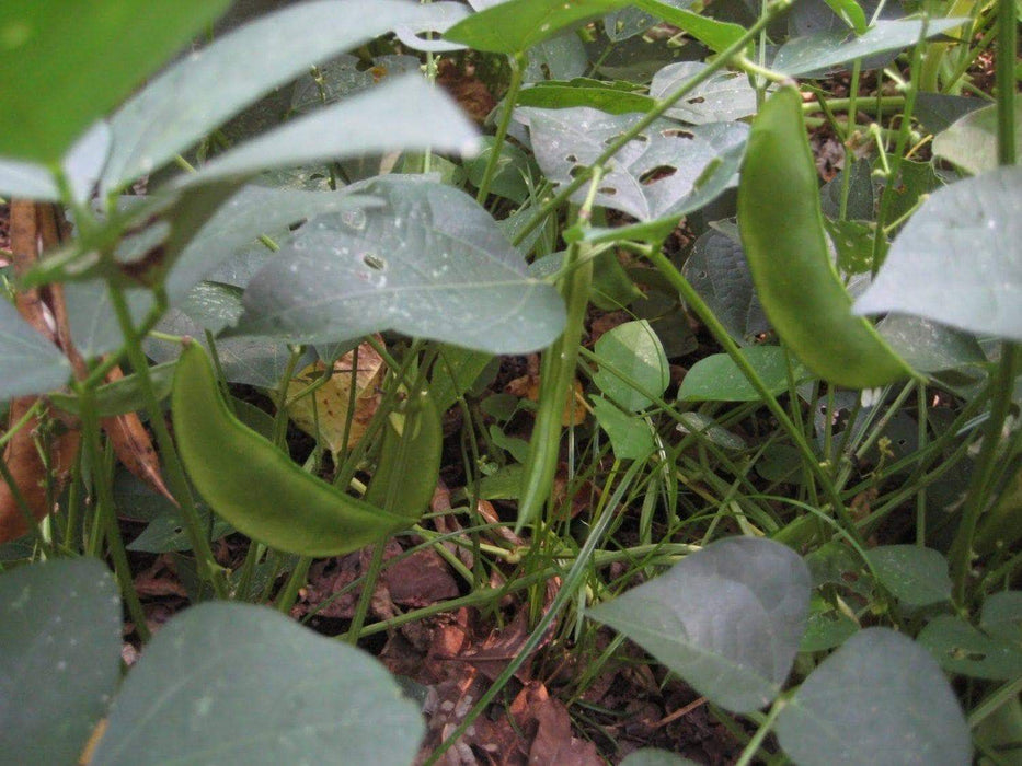 Burpee Improved Bush Lima Bean - Caribbeangardenseed