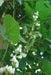 Valor Bean Seeds, High yielding, bush variety. (Asian Vegetables) White Flowers - Caribbeangardenseed