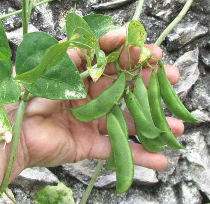 Piloy RED beans , Pole bean From Guatemala, - Caribbeangardenseed