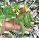 Piloy RED beans , Pole bean From Guatemala, - Caribbeangardenseed