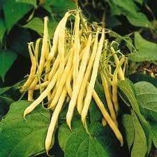 Golden Wax Beans - Phaseolus vulgariss (Bush) Seeds - Caribbeangardenseed