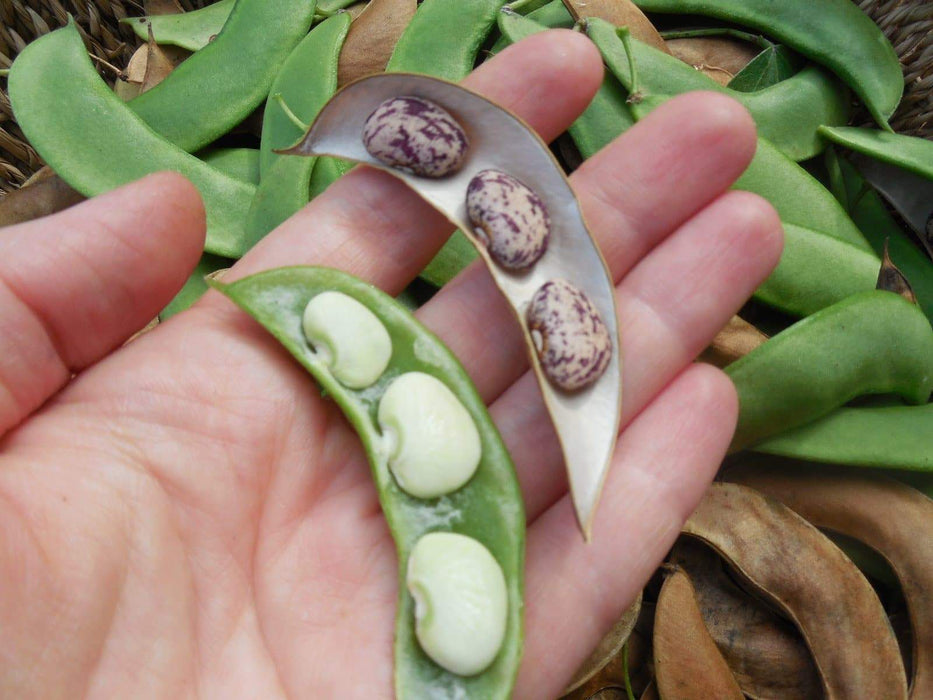 Jackson Wonder - Bush Lima Beans, Heirloom Non Gmo - Caribbeangardenseed