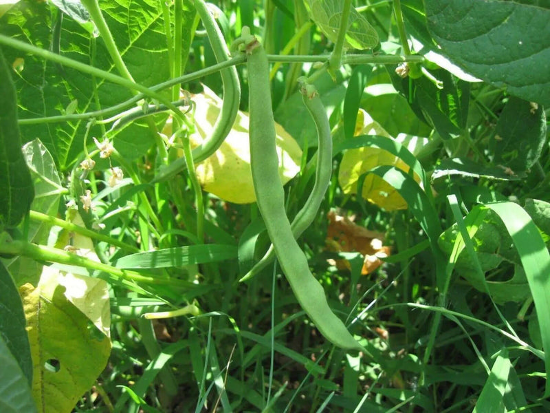 Kentucky Wonder 125 Bush beans - Caribbeangardenseed