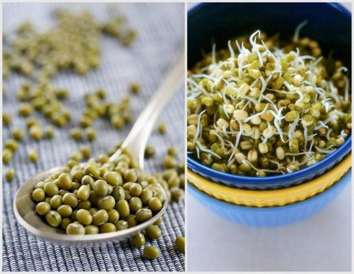 MUNG BEAN (Green) A K A Chori, For Spouting , Food or Growing, Asian vegetable - Caribbeangardenseed