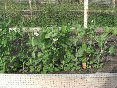 Organic Non-GMO Laxton's Progress #9 Shell Pea - OPEN-POLLINATED - Caribbeangardenseed