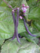 Royal Burgundy ,Bush Bean Seeds - Caribbeangardenseed