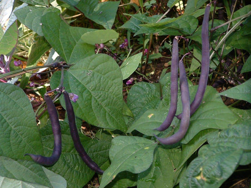 Royalty Purple Pod - Bush Bean - Caribbeangardenseed