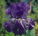 Bearded Iris Batik,Iris Germanica Rhizome, Perennial Bareroot Plant - Caribbeangardenseed