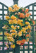 begonia illumination APRICOT SHADES -10 Trailing Begonia FLOWERS Seed - Caribbeangardenseed