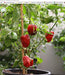 10 Hei-Fun Pepper Seeds,Sweet Spicality Pepper ,Capsicum Annuum, Asian Vegetable - Caribbeangardenseed